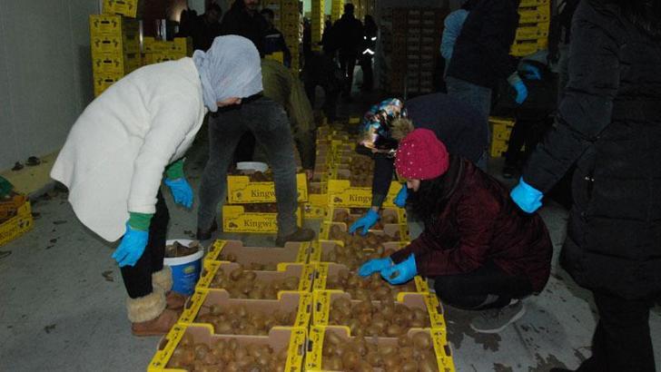 80 ton kivi, deprem bölgesine gönderildi
