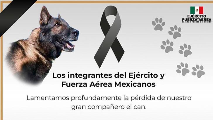 Meksika’dan gelen kurtarma köpeği ‘Proteo’ hayatını kaybetti