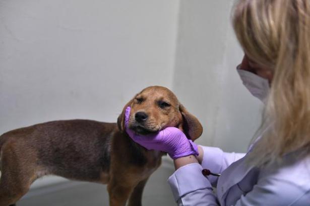 Osmanlı döneminde kurulan hastane, 200 yıldır hayvanlara şifa oluyor