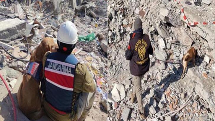 Galeria Sitesi’nin enkazında kadavra köpekleri ‘Pusat ve Boyka’ ile arama yapıyor