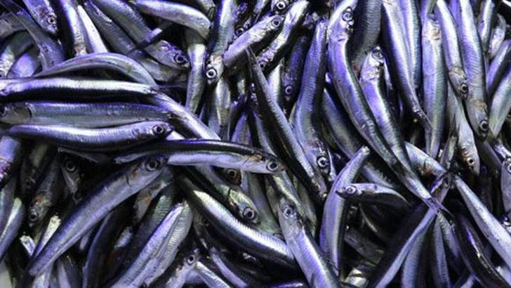 Boğazlarda ve Marmara Denizi'nde 'hamsi avcılığı' 15 Nisan 2023'e kadar durdurulacak