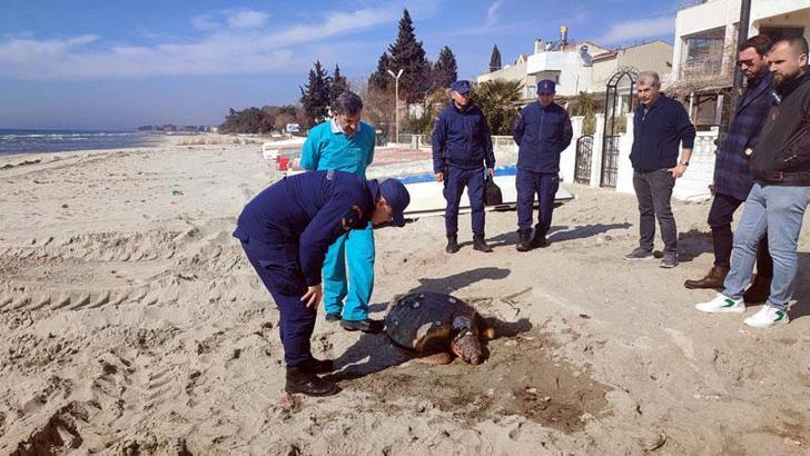 Tekirdağ sahilinde ölü caretta caretta bulundu
