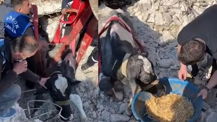 Enkaz altındaki inek, 17'nci günde canlı olarak çıkarıldı