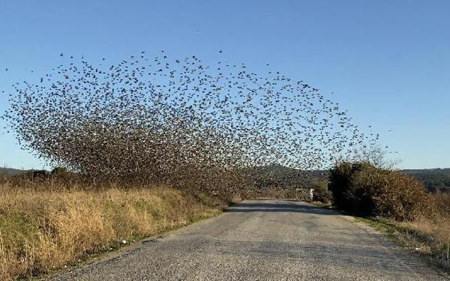 'Sığırcık dansı' yırtıcılardan korunmak için yapılıyormuş