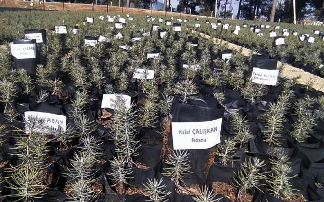 Depremde hayatını kaybedenlerin isimleri fidanlarda