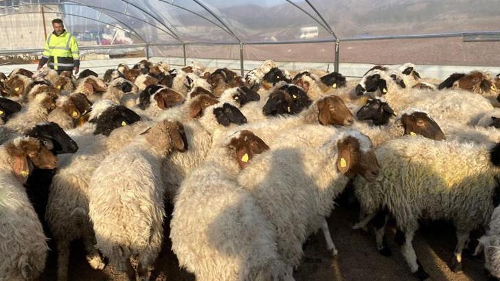 Nurdağı'nda hayvanlar için 'çadır ağıl'