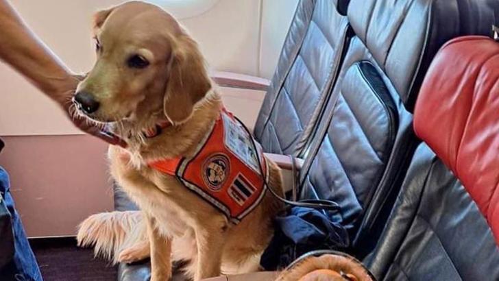 Urban search and rescue dogs flew 'business class' to their home countries