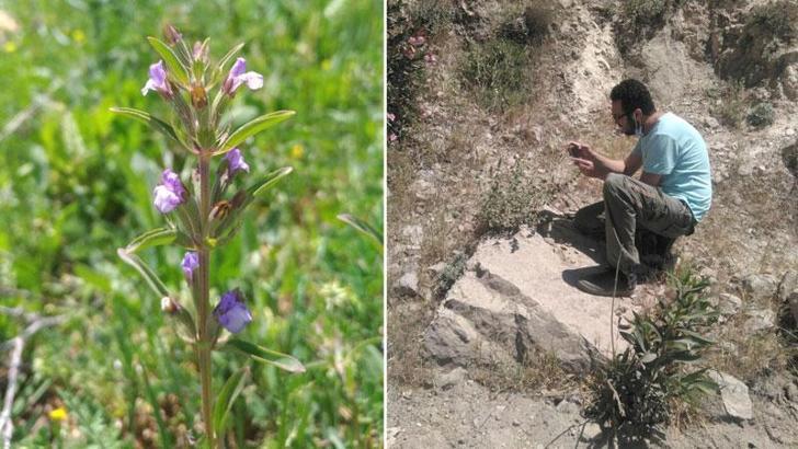BAÜN 'Ajdarbaşı' bitkisini araştırdı; 'Hücre koruyucu özellikleriyle umut verici'