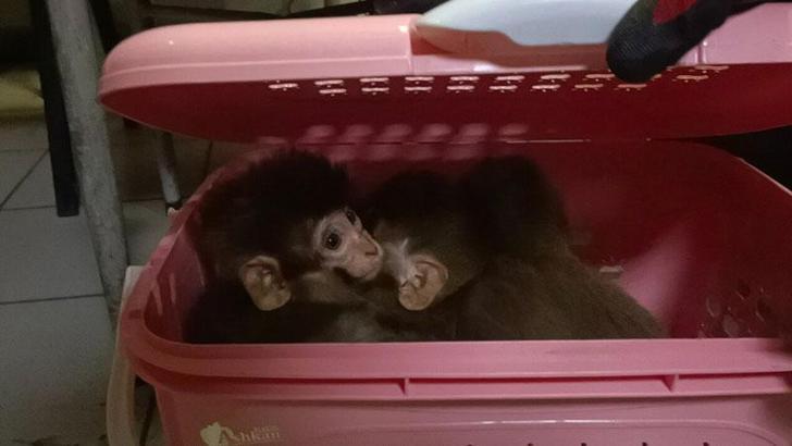 Gürbulak'ta kaçak yollarla ülkeye sokulmak istenen 11 yavru maymuna el konuldu