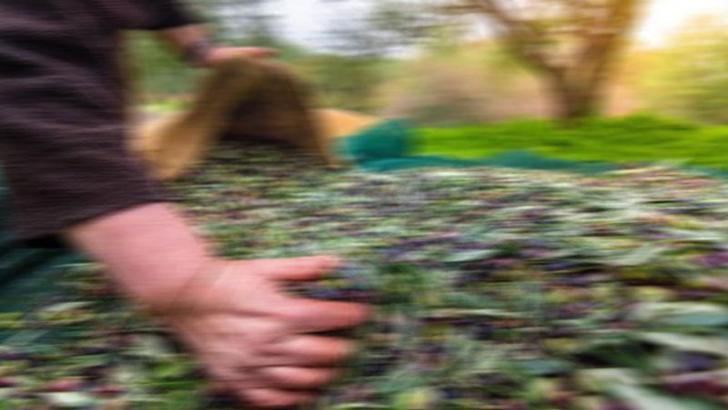 Bitkisel üretimde Cumhuriyet tarihi rekoru kırıldı