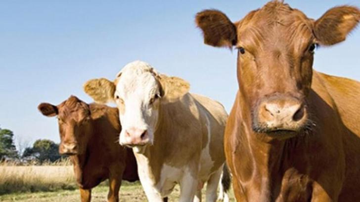 Bakanlık: SAT-2 serotipi şap hastalığına ilişkin 8 işletmede karantina başlatıldı