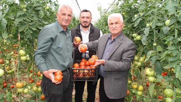 İhracatının açılması, domates üreticisini sevindirdi