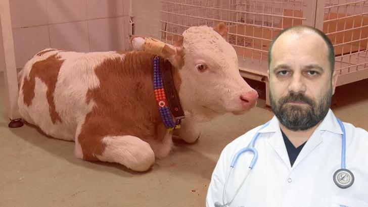 Trakya Bölge Veteriner Hekimler Odası Başkanı: SAT-2 serotipi şap hastalığı aşısı hazır