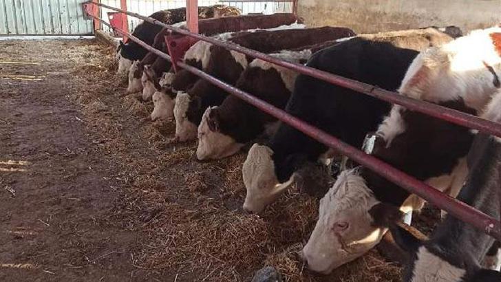 Samsun'da şap hastalığı tedbiri: Tüm hayvan pazarları kapatıldı