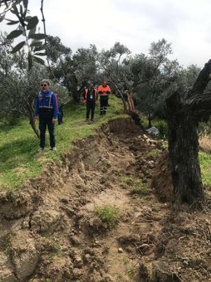 'Depremde ikiye bölünen zeytin ağacının nedeni fay kaynaklı değil'