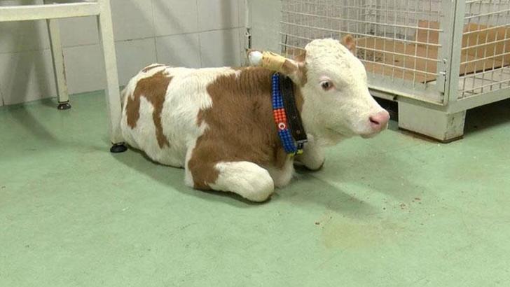 'Şap hastalığı, rüzgar yoluyla da taşınabiliyor'