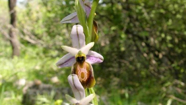 Likya orkidesi ve Manavgat Şelalesi için 'kesin korunacak hassas alan' tescili