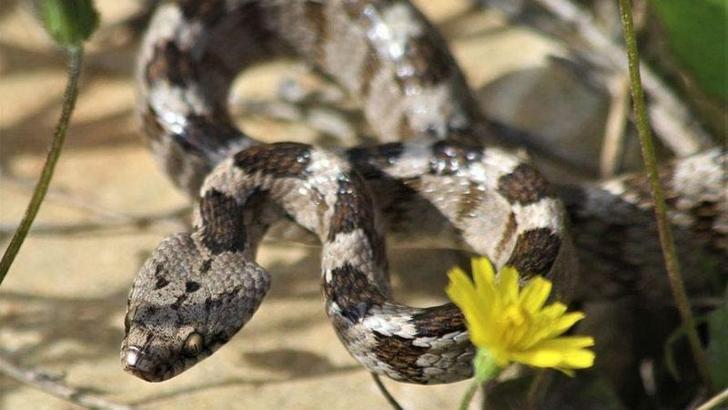 Ezilmekten kurtarılan kedi gözlü yılan doğal ortamına bırakıldı