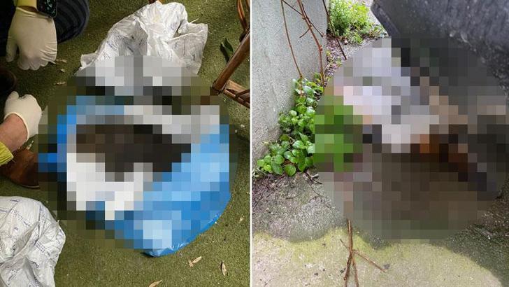 Kadıköy'de mahalleliyi ayağa kaldıran toplu kedi ölümleri