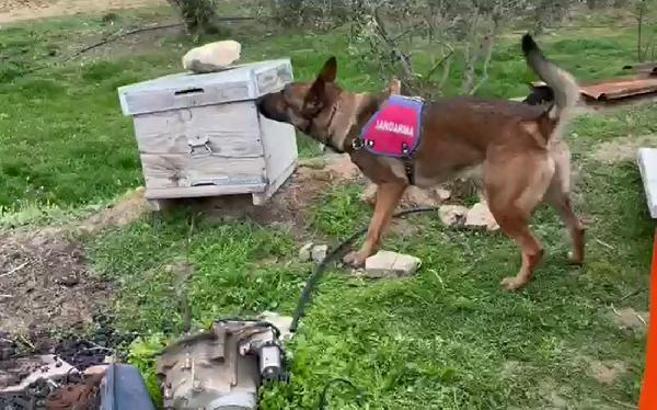 Bağ evine düzenlenen uyuşturucu operasyonda oğul tutuklandı, baba serbest