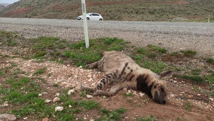 Nesli tükenme tehlikesi altındaki çizgili sırtlan, ölü bulundu