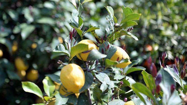 Arsuz’da limon dalında kaldı; perakendeciler hasat için seferberlik başlattı