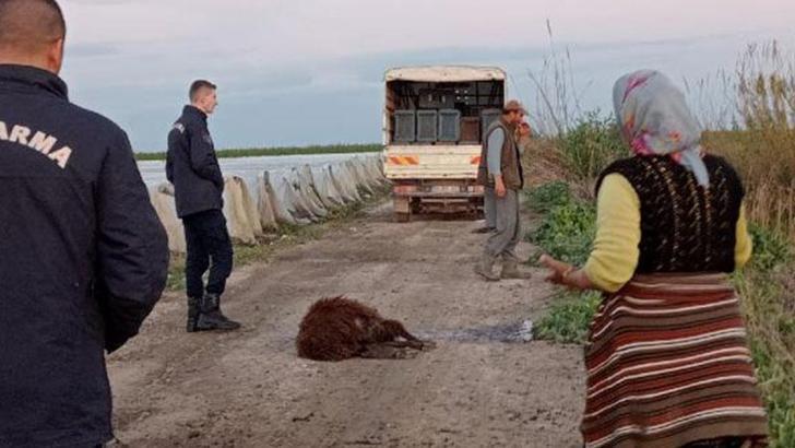 Otlaktan dönen 25 koyun yolda bir bir öldü
