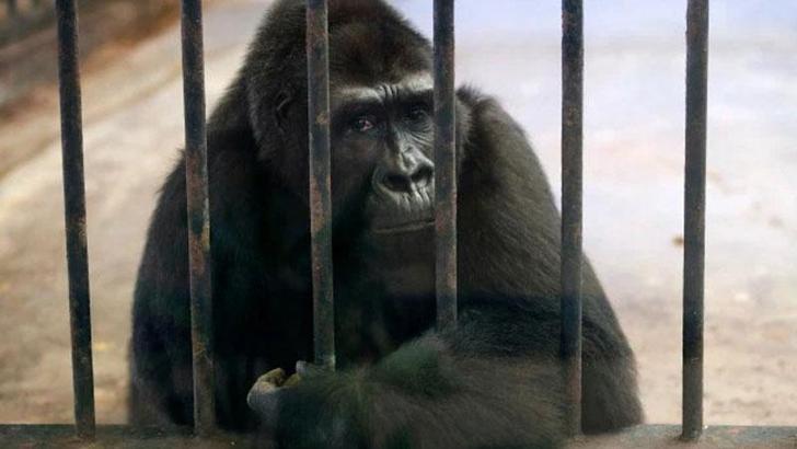 ‘Dünyanın en yalnız gorili’ için başlatılan imza kampanyası 120 bini buldu