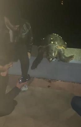 Kıyıya vuran deniz kaplumbağasıyla fotoğraf çekip, denize bıraktılar