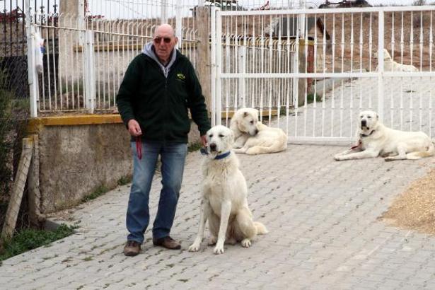 Eskişehir’in Akbaş cinsi çoban köpeklerine Belçikalı eğitmen