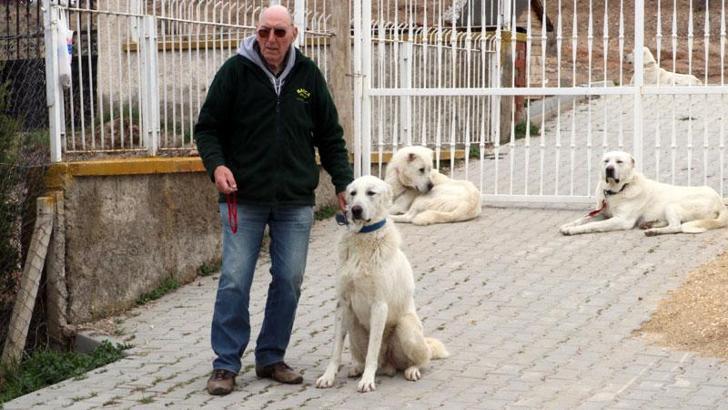 Eskişehir’in Akbaş cinsi çoban köpeklerine Belçikalı eğitmen