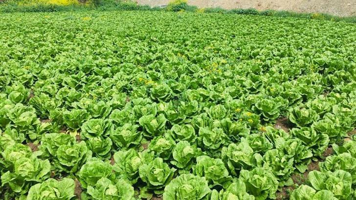 Depremzede üretici, ürünü için alıcı bekliyor