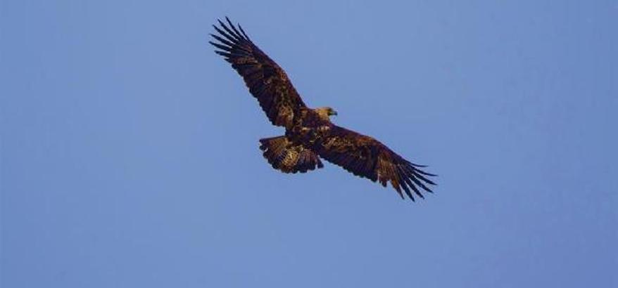 Kırmızı listedeki 'şah kartal' gözlem altında