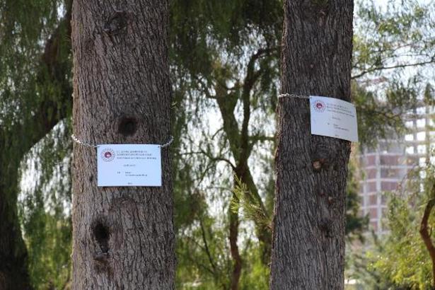 İzmir'deki anıt ağaçların bakımı yapıldı, eksik olan anıt ağaç tabelaları asıldı