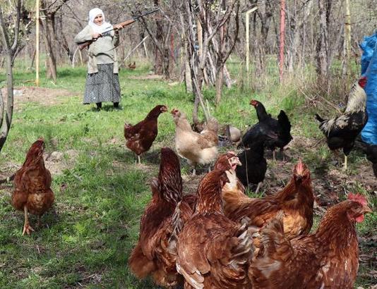 Gülistan Hanım'ın 'çakal' nöbeti