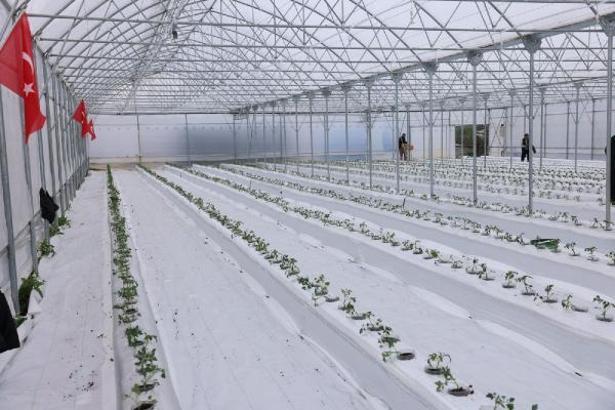 Darıca'da organomineral hidroponik sistem sera kurulumu yapıldı
