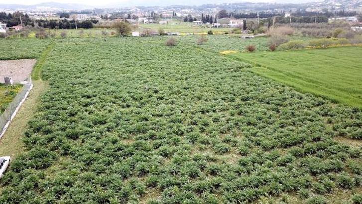 Urla'da üreticinin 'sakız enginarı' mesaisi
