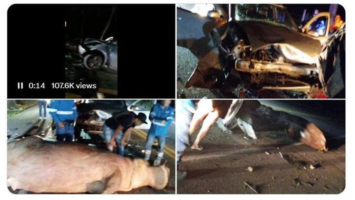 Escobar’ın su aygırlarından biri trafik kazasında öldü