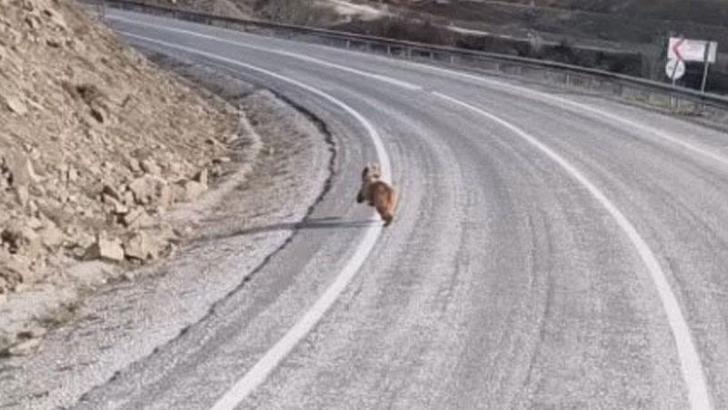 Ayı yavrusu, köy yolunda cep telefonu ile görüntülendi