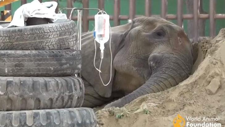 Uluslararası bir operasyonla ameliyat edilen Noor Jehan adlı fil öldü