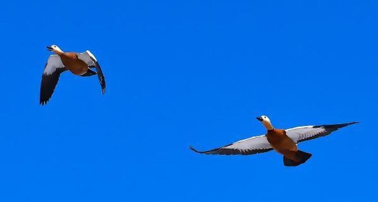 Angut kuşları Van'da görüntülendi
