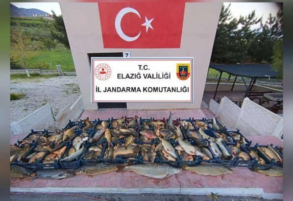 Elazığ’da kaçak avlanan 2,5 ton balık ele geçirildi (2)