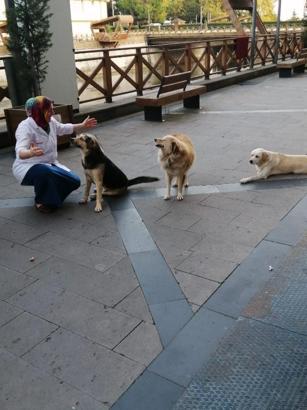 Kuşlara ekmek atmaya giden kadın, araç çarpmasıyla öldü / Ek fotoğraf