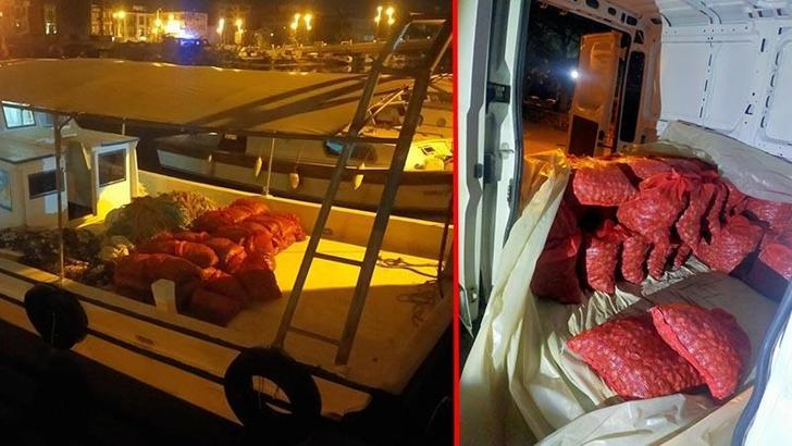 Piyasa değeri 2 milyon TL olan 1,5 ton kum midyesi ele geçirildi