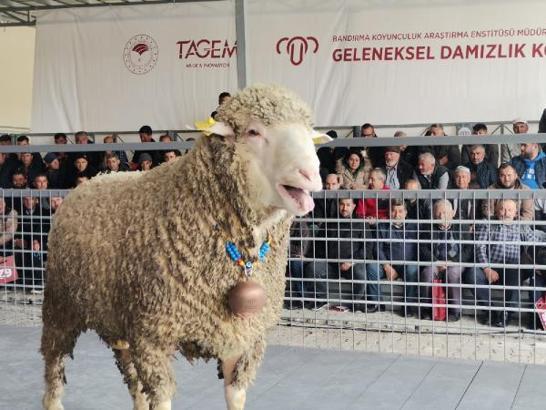 Damızlık koç, 91 bin liraya satıldı