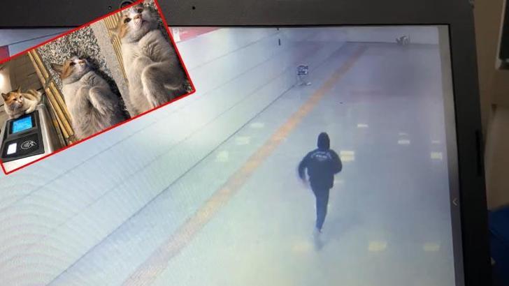 Kediyi pitbulla öldürten şüpheliye 6 ay boyunca hayvan içerikli kitap okuma cezası