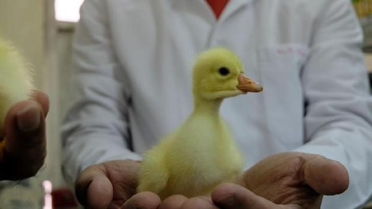 Üniversitede kurulan merkezle Bingöllü yetiştiriciler, pahalı civciv almaktan kurtuldu