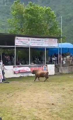 Arenadan kaçan boğanın tribüne çıkması kamerada