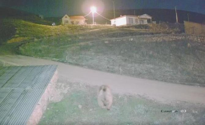 Köye inen ayı kamerada