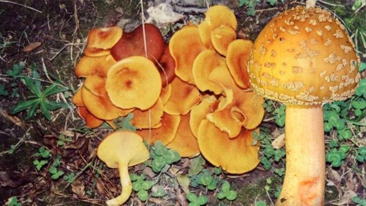 Prof. Dr. Pekşen: Mantar ölümlerinin yüzde 95’i ‘Köygöçüren’ türünden kaynaklanıyor